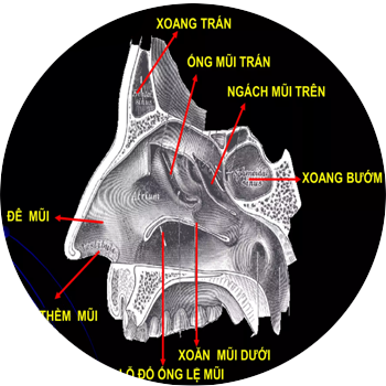 Cấu trúc mũi
